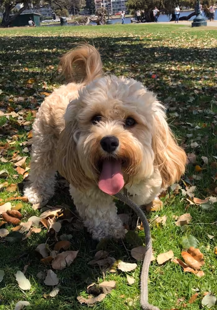 Dr. Skoulas and Dog Photo