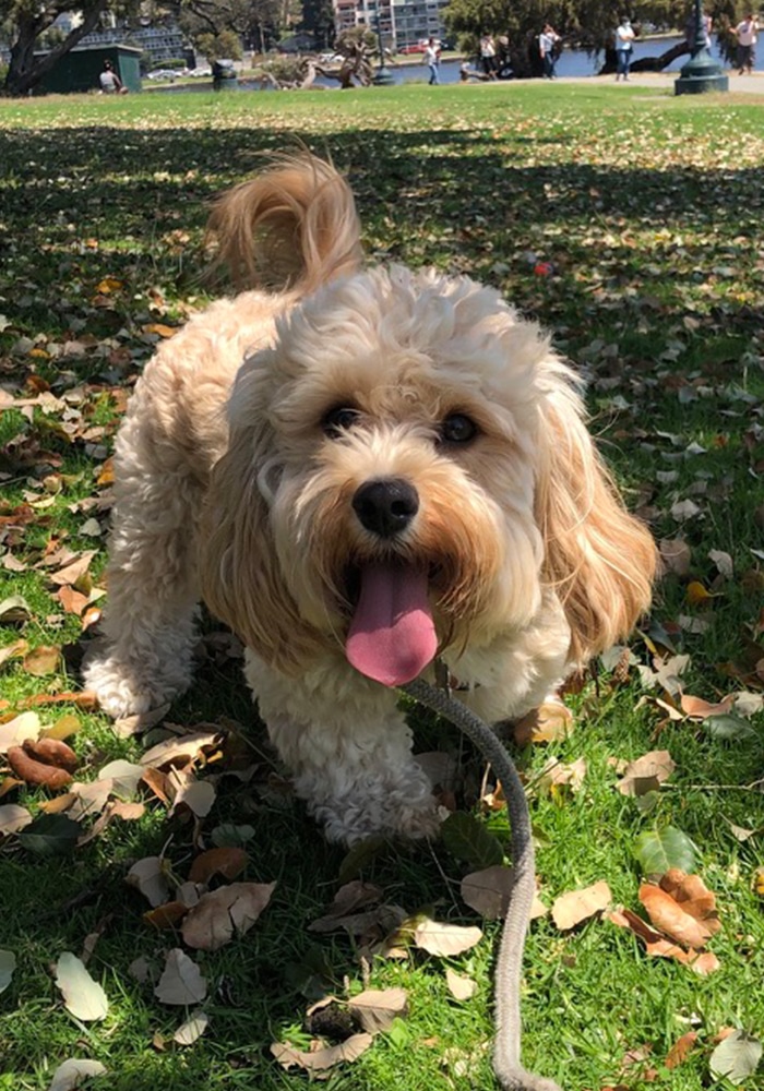 Dr. Skoulas and Dog Photo